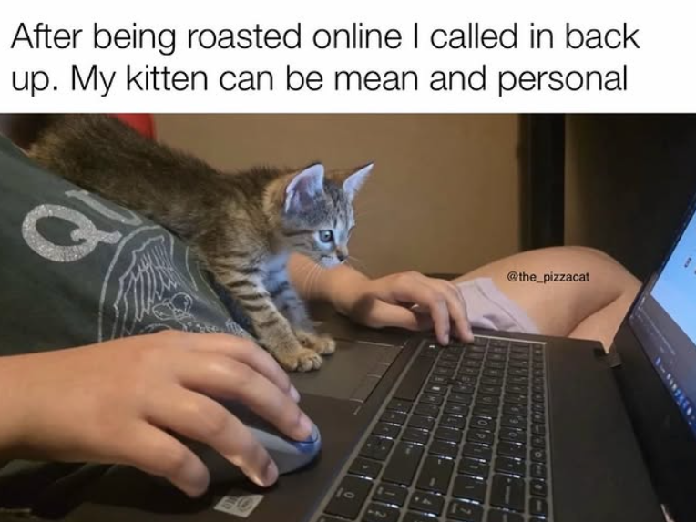 After being roasted online I called in back up. My kitten can be mean and personal 10 @the_pizzacat