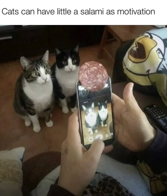 Cats can have little a salami as motivation