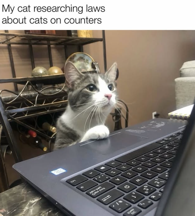 My cat researching laws about cats on counters 4 S MANY Culean on A O 2 Q 3 M 90500 S 3 w 4 I O مد