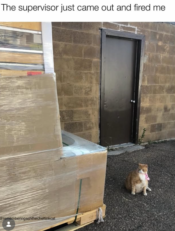 The supervisor just came out and fired me @rememberingashthecheflinkcat