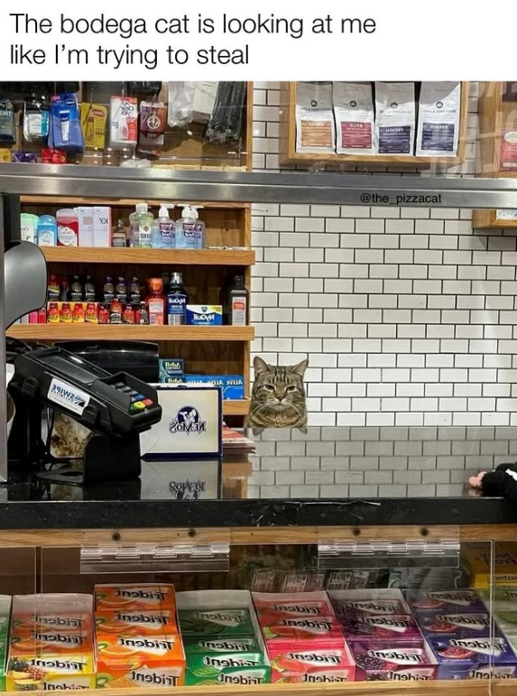 The bodega cat is looking at me like I'm trying to steal lub SOWAN A WHA @the_pizzacat Onobiil nobiil Tobiil nabii Inobiit nobial obij Inobil Insbiil nobiil Inghis Inobist Jnahia R Inobil Insbi Jnshis Unahis nobii Inobia Unahism