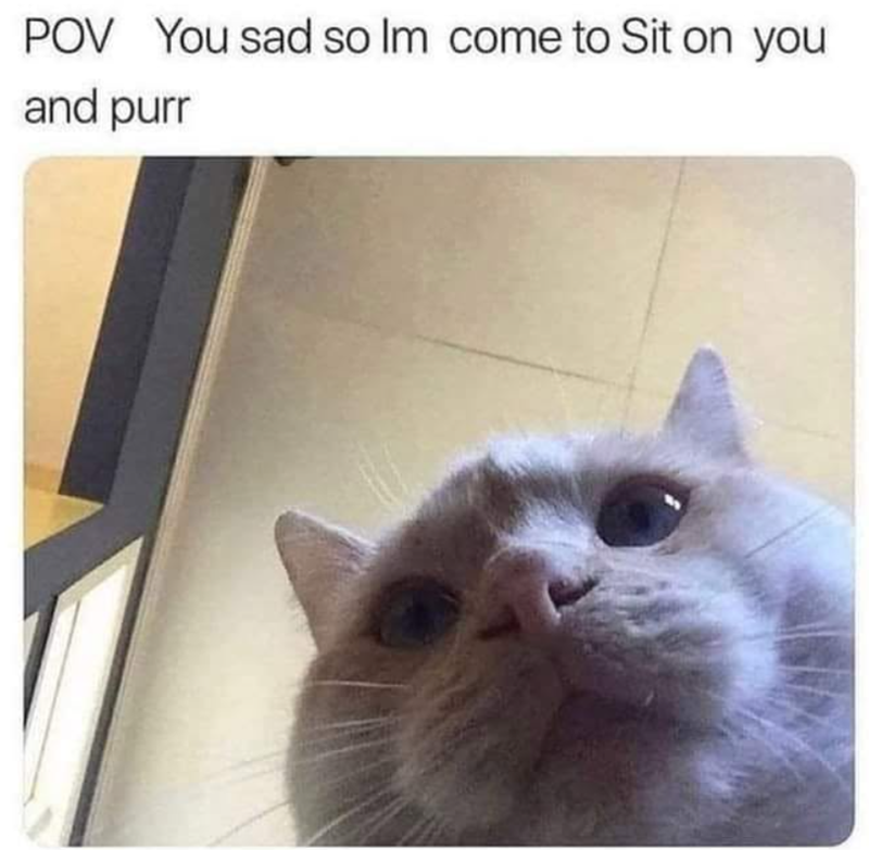 POV You sad so Im come to Sit on you and purr
