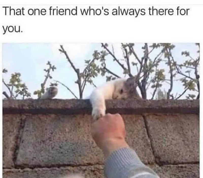 That one friend who's always there for you.
