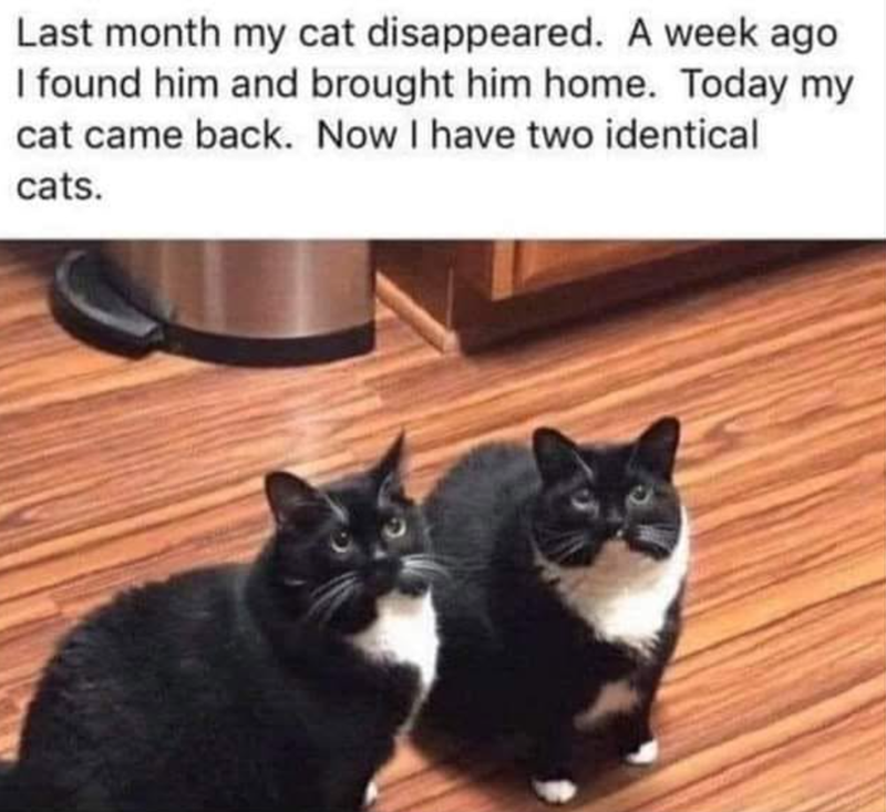 Last month my cat disappeared. A week ago I found him and brought him home. Today my cat came back. Now I have two identical cats.