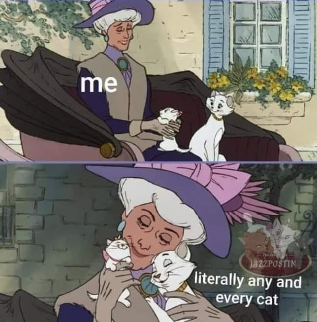 me JS JAZZPOSTIN literally any and every cat