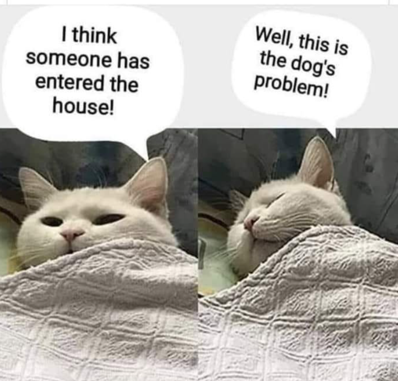 I think someone has entered the house! Well, this is the dog's problem!