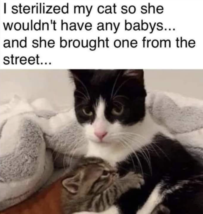 I sterilized my cat so she wouldn't have any babys... and she brought one from the street...
