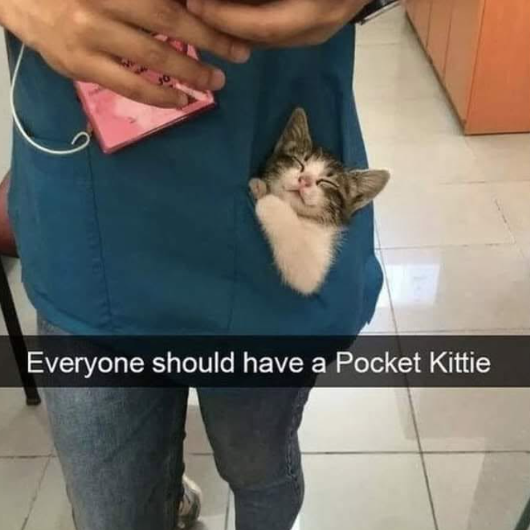 Everyone should have a Pocket Kittie