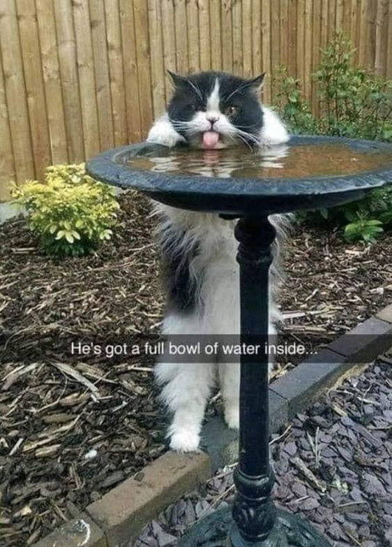 He's got a full bowl of water inside...