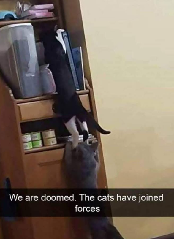 We are doomed. The cats have joined forces