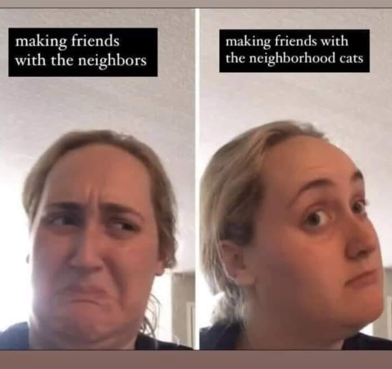 making friends with the neighbors making friends with the neighborhood cats
