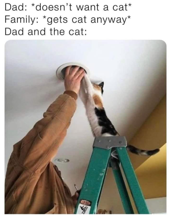 Dad: *doesn't want a cat* Family: *gets cat anyway* Dad and the cat:
