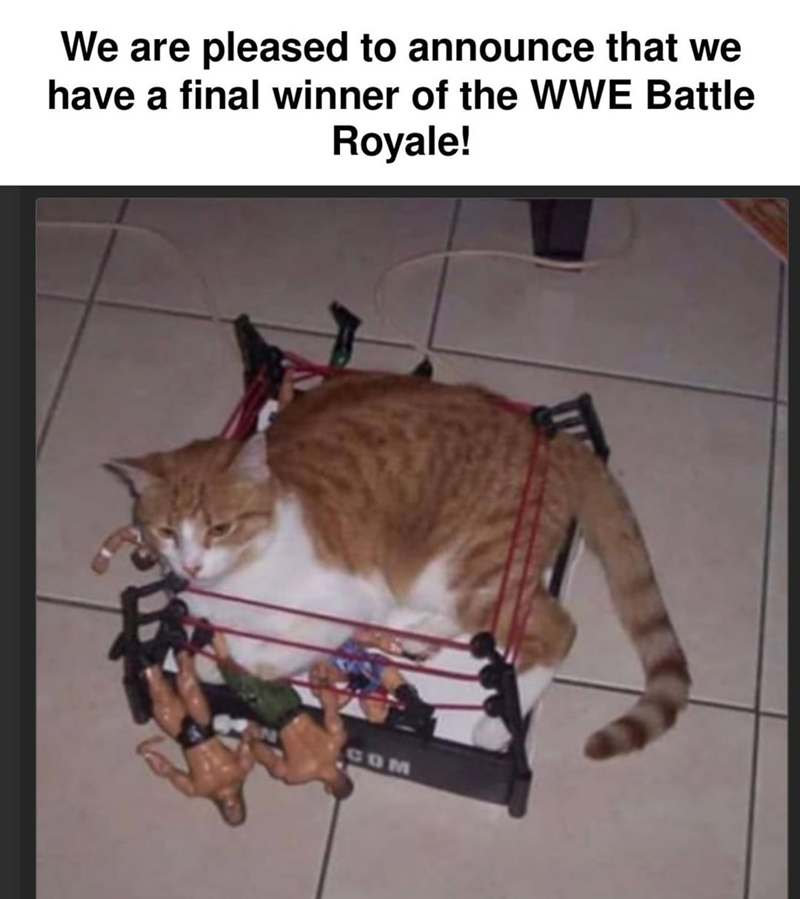 We are pleased to announce that we have a final winner of the WWE Battle Royale! COM