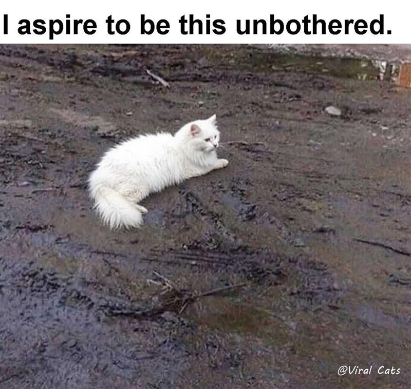 I aspire to be this unbothered. @Viral Cats