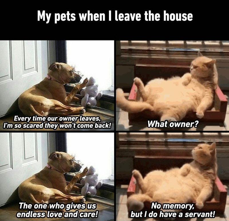 My pets when I leave the house Every time our owner leaves, I'm so scared they won't come back! What owner? The one who gives us endless love and care! No memory, but I do have a servant!