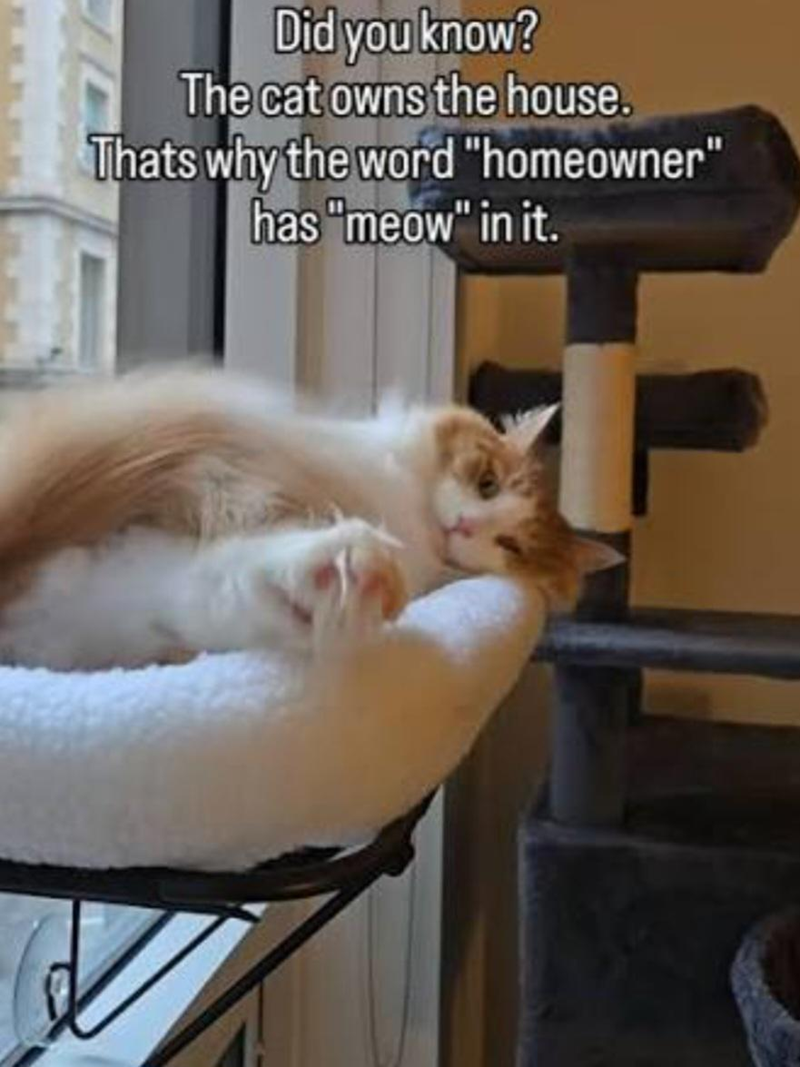Did you know? The cat owns the house. Thats why the word "homeowner" has "meow" in it.