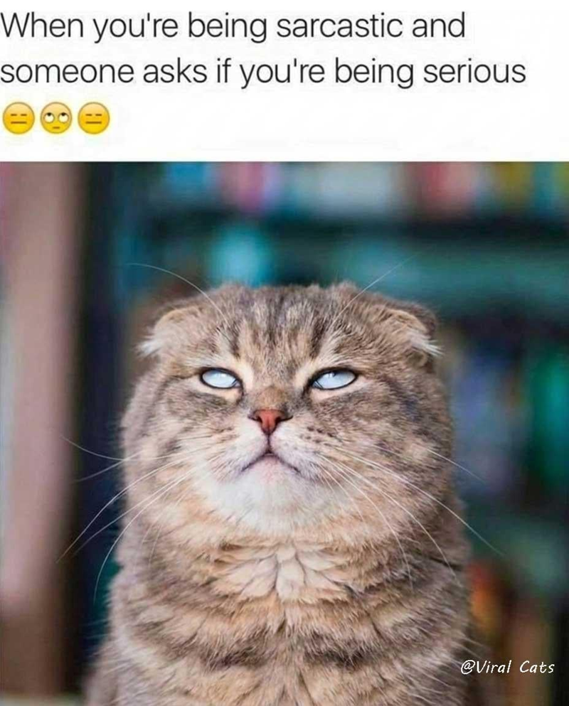 When you're being sarcastic and someone asks if you're being serious @Viral Cats