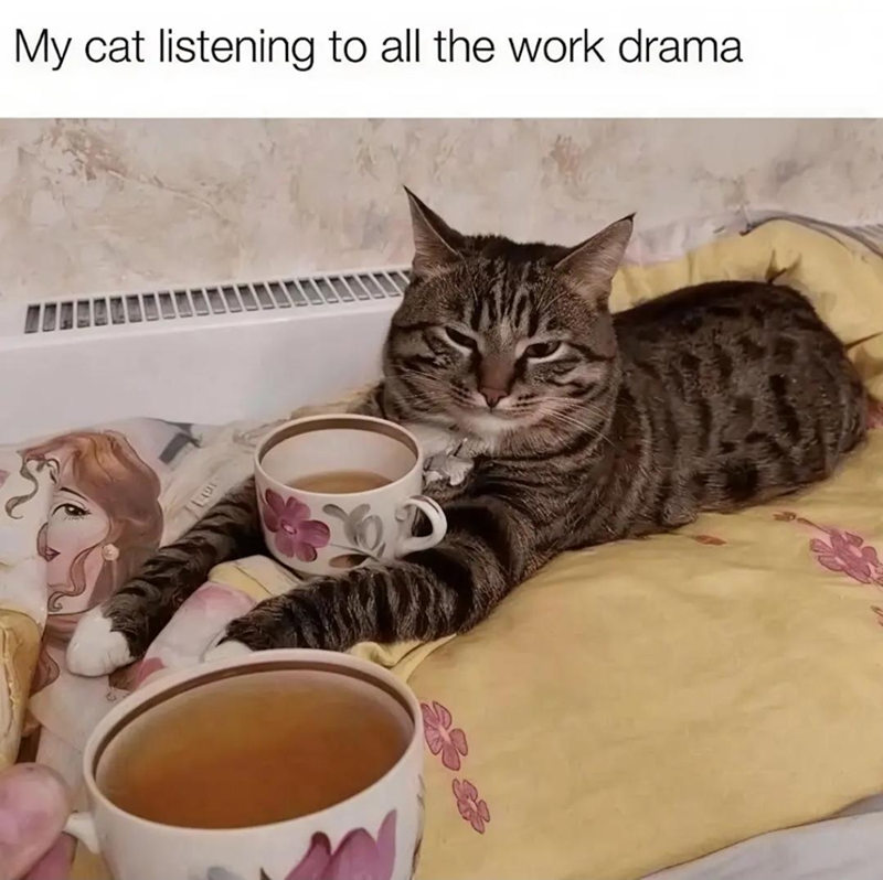 My cat listening to all the work drama