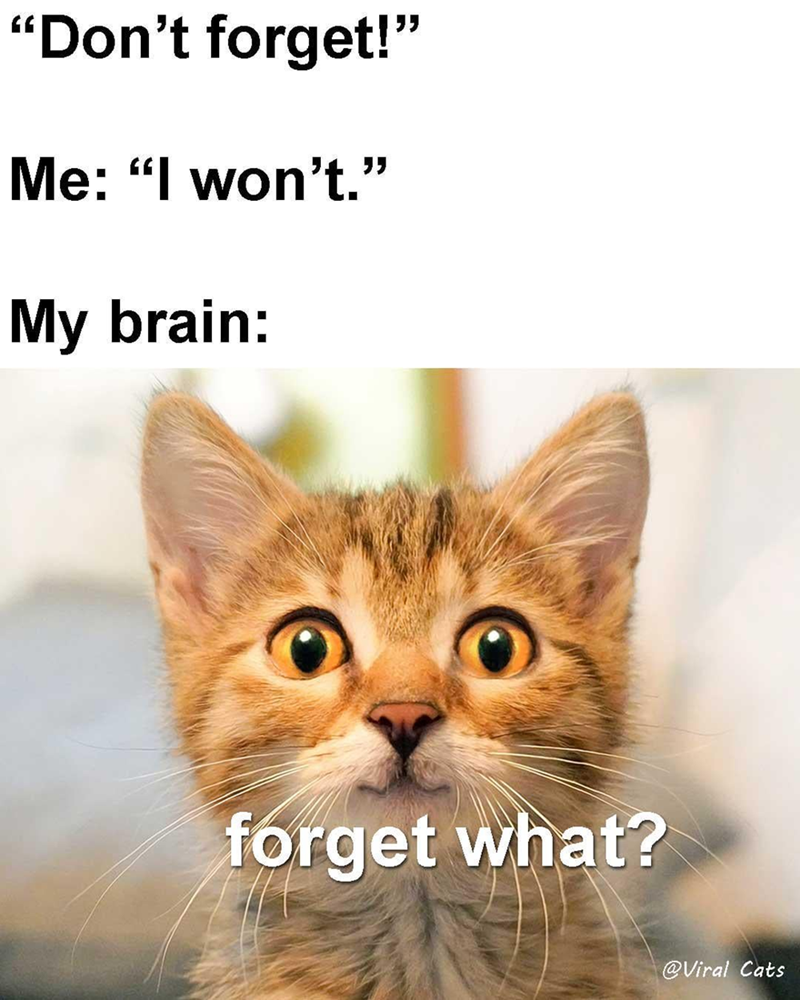 "Don't forget!" Me: "I won't." My brain: forget what? @Viral Cats