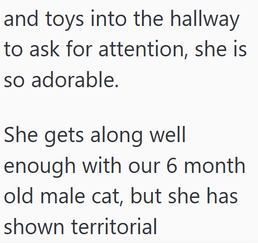 and toys into the hallway. to ask for attention, she is so adorable. She gets along well enough with our 6 month old male cat, but she has shown territorial