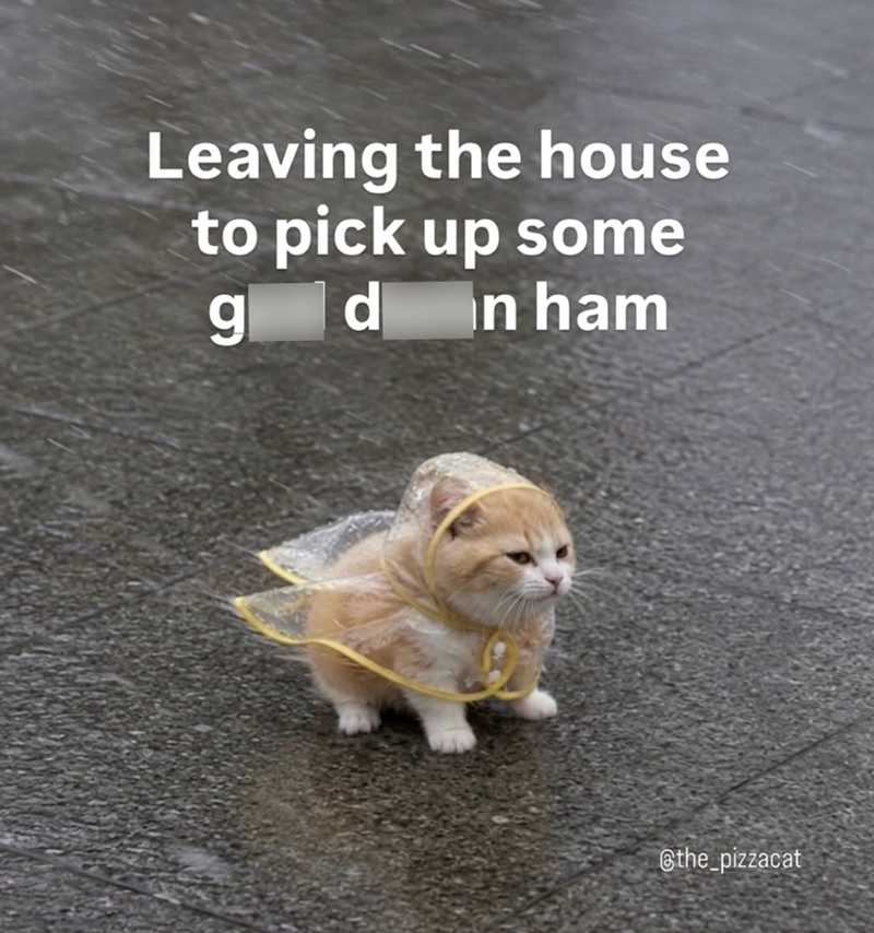 Leaving the house to pick up some g d n ham @the_pizzacat