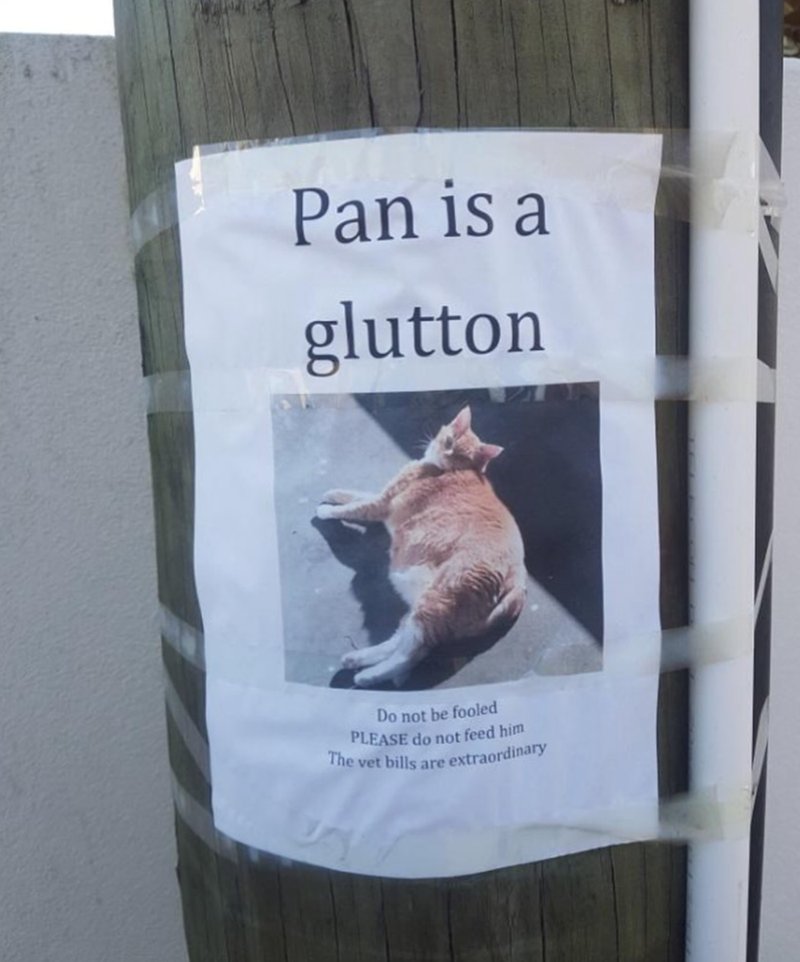 Pan is a glutton Do not be fooled PLEASE do not feed him The vet bills are extraordinary