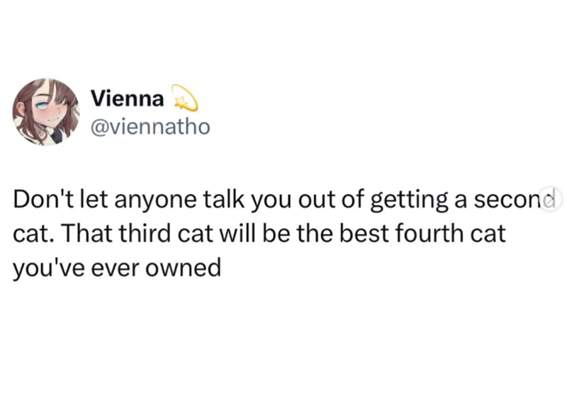 Vienna @viennatho Don't let anyone talk you out of getting a second cat. That third cat will be the best fourth cat you've ever owned