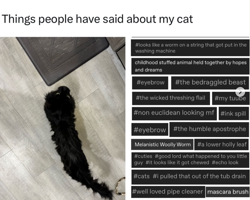 Things people have said about my cat #looks like a worm on a string that got put in the washing machine childhood stuffed animal held together by hopes and dreams #eyebrow #the bedraggled beast #the wicked threshing flail #my tuube #non euclidean looking mf #ink spill #eyebrow #the humble apostrophe Melanistic Woolly Worm #a lower holly leaf #cuties #good lord what happened to you little guy #it looks like it got chewed #echo look #cats #i pulled that out of the tub drain #well loved pipe cleane