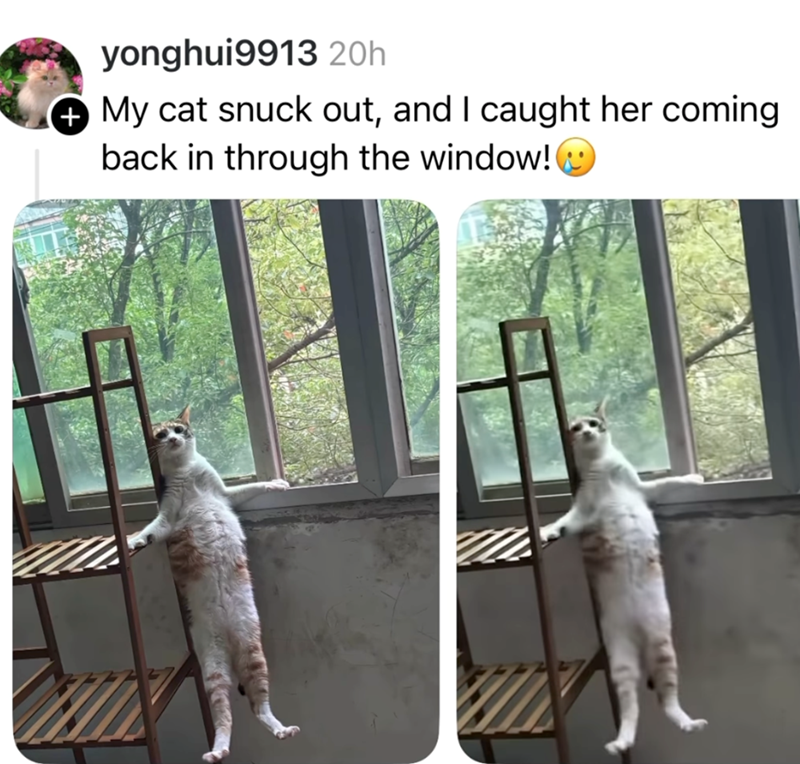 yonghui9913 20h + My cat snuck out, and I caught her coming back in through the window!