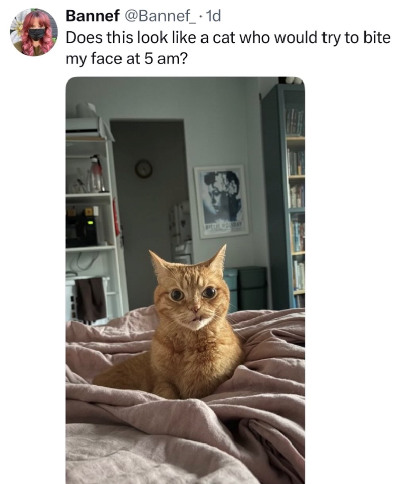 Bannef @Bannef_.1d Does this look like a cat who would try to bite my face at 5 am? BIELIE WOUNDAY