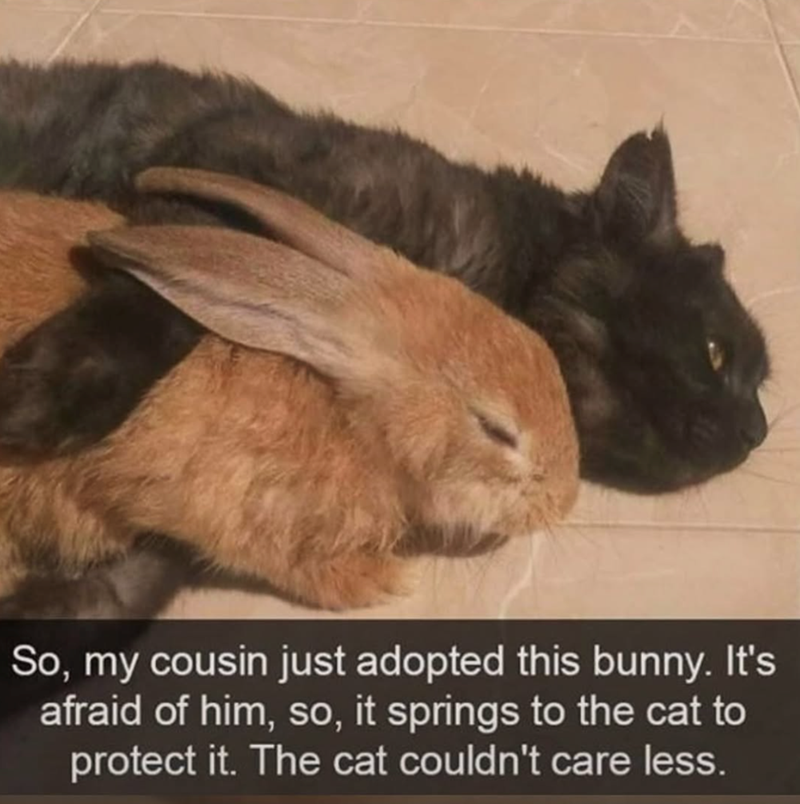 So, my cousin just adopted this bunny. It's afraid of him, so, it springs to the cat to protect it. The cat couldn't care less.
