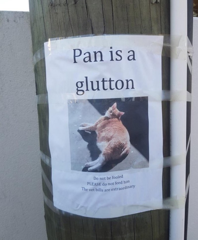 Pan is a glutton Do not be fooled PLEASE do not feed him The vet bills are extraordinary