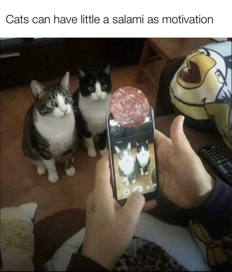 Cats can have little a salami as motivation