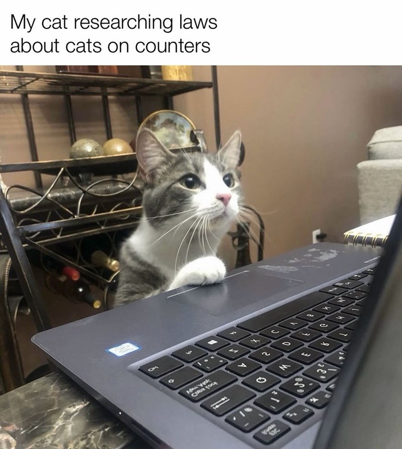 My cat researching laws about cats on counters 3 4 F госу ՂՆ 0 с D M - w P92 e 9 3 3 S A 4