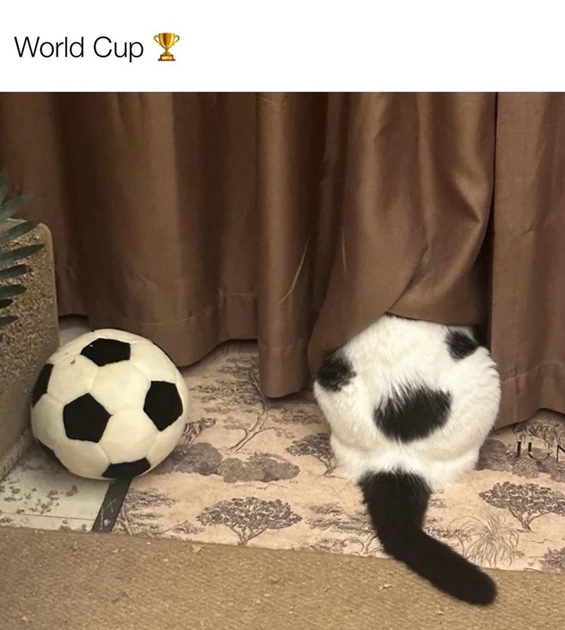 World Cup 8 R