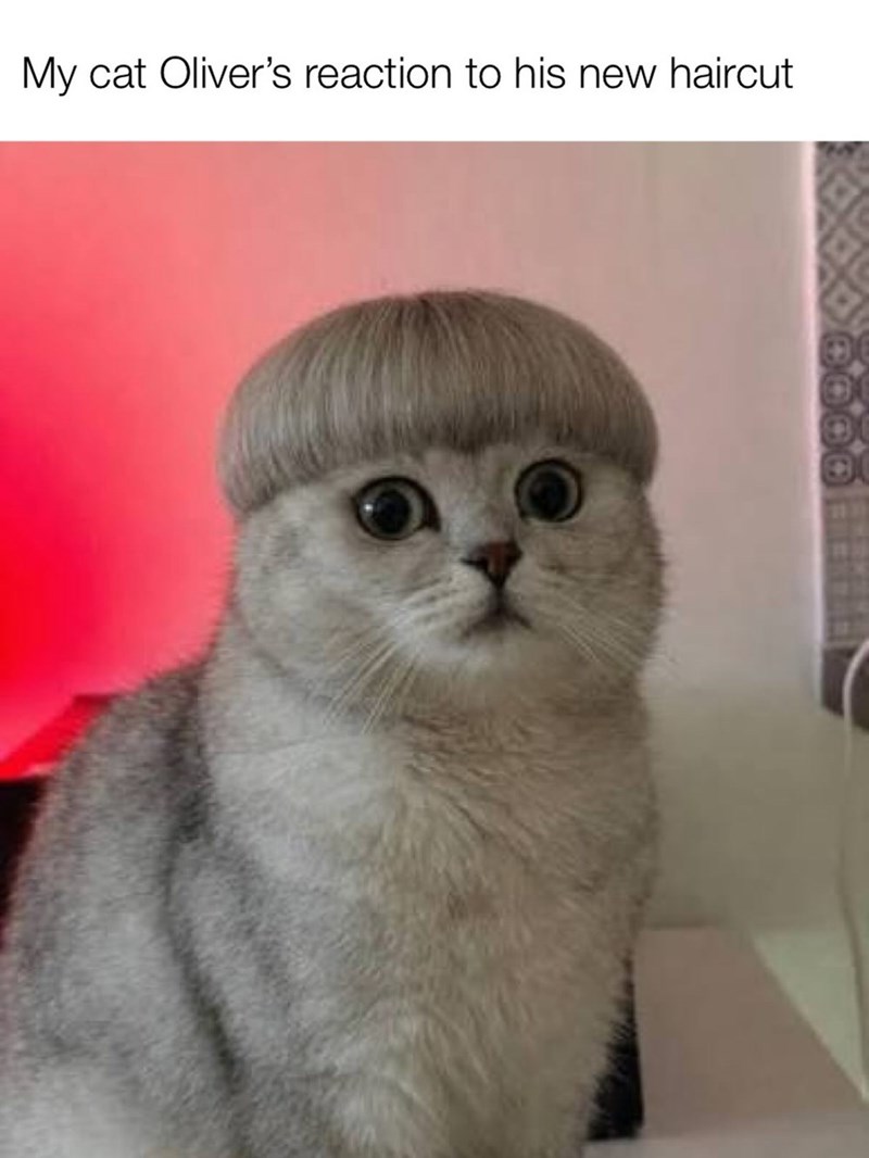 My cat Oliver's reaction to his new haircut