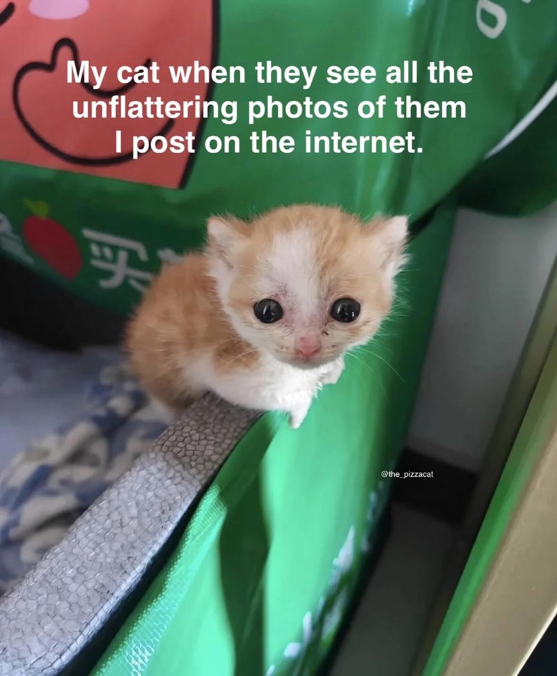 My cat when they see all the unflattering photos of them I post on the internet. 买 @the_pizzacat