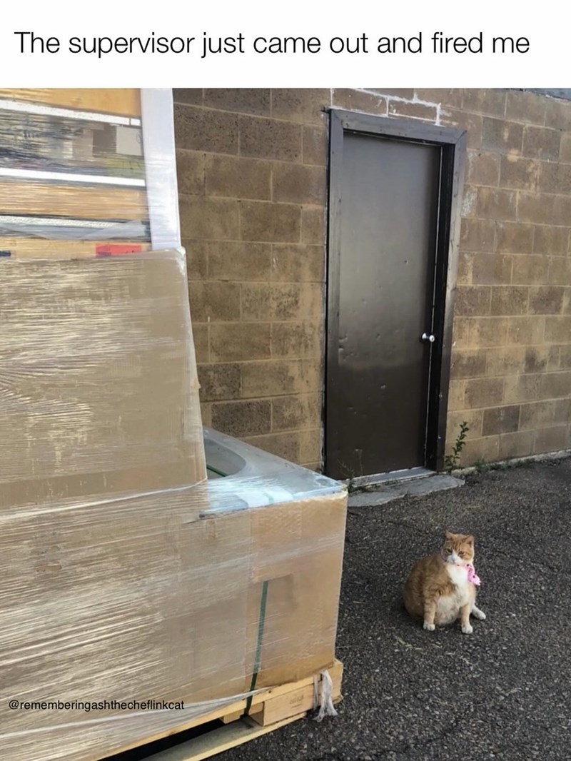 The supervisor just came out and fired me @rememberingashthecheflinkcat