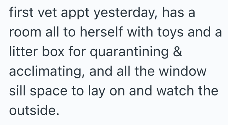 first vet appt yesterday, has a room all to herself with toys and a litter box for quarantining & acclimating, and all the window sill space to lay on and watch the outside.