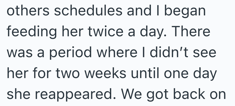 others schedules and I began feeding her twice a day. There was a period where I didn't see her for two weeks until one day she reappeared. We got back on