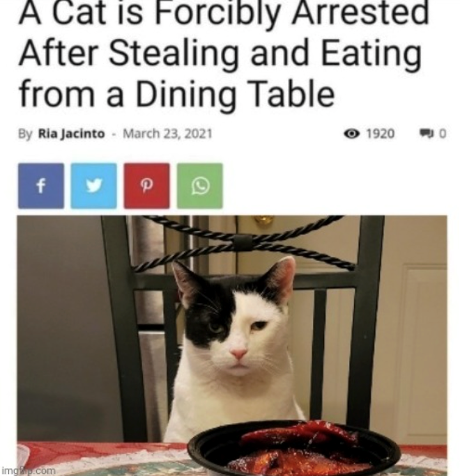 A Cat is Forcibly Arrested After Stealing and Eating from a Dining Table By Ria Jacinto March 23, 2021 1920 fy P imgp.com 0