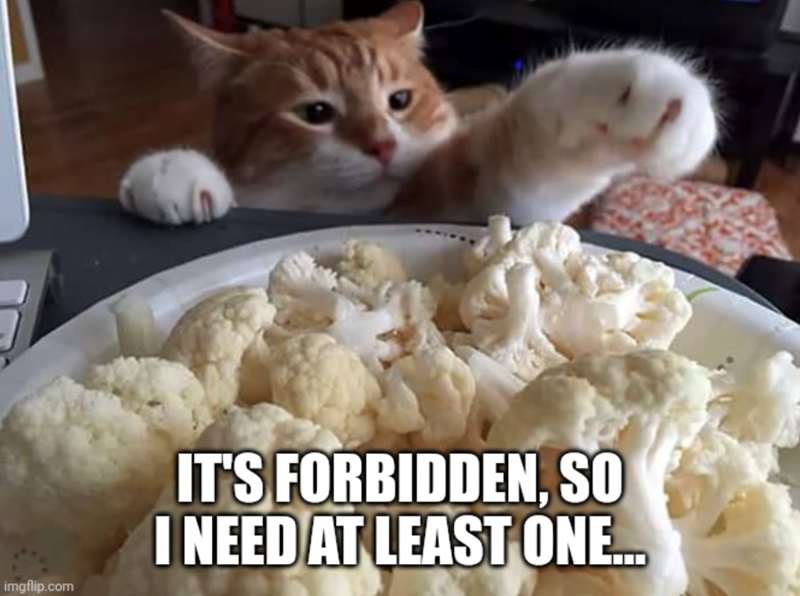 imgflip.com IT'S FORBIDDEN, SO I NEED AT LEAST ONE...