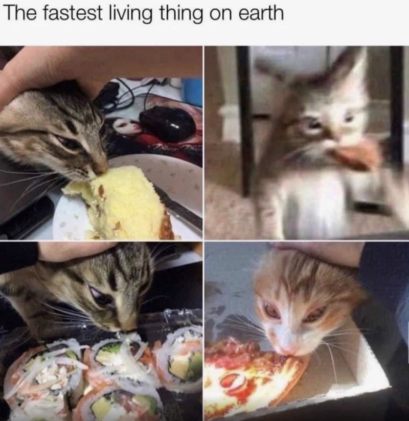 The fastest living thing on earth