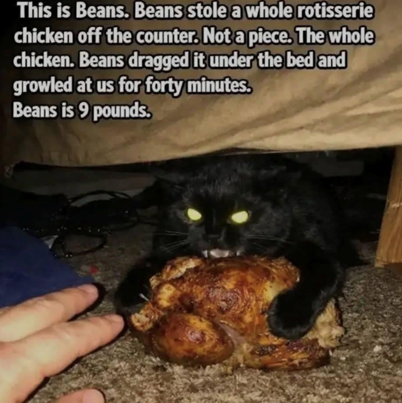 This is Beans. Beans stole a whole rotisserie chicken off the counter. Not a piece. The whole chicken. Beans dragged it under the bed and growled at us for forty minutes. Beans is 9 pounds.