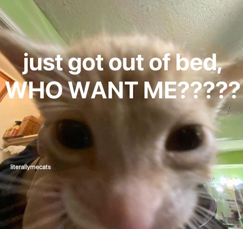 just got out of bed, WHO WANT ME????? literallymecats