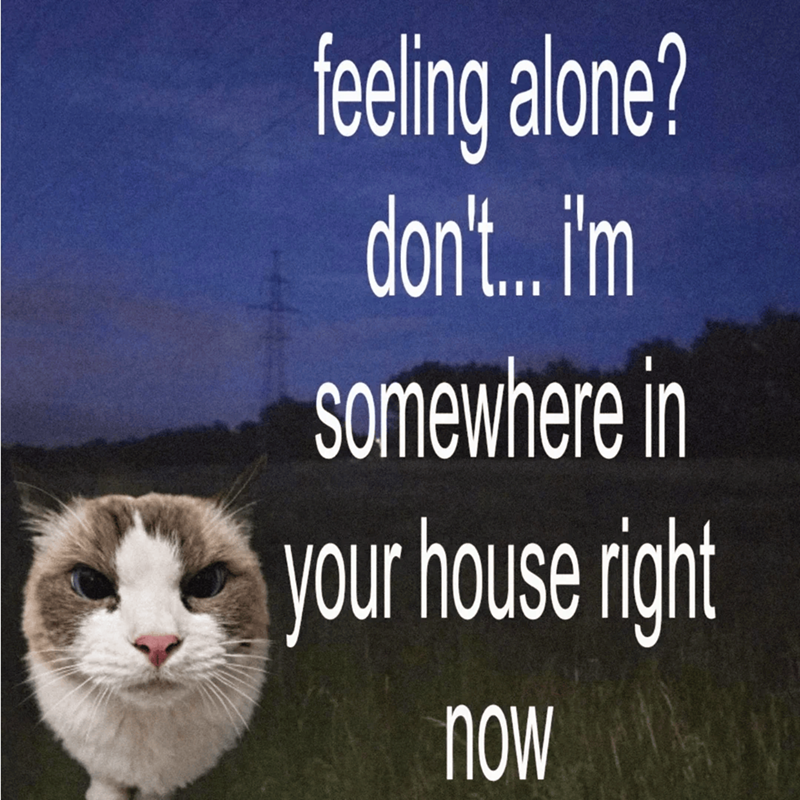 feeling alone? don't... i'm somewhere in your house right now