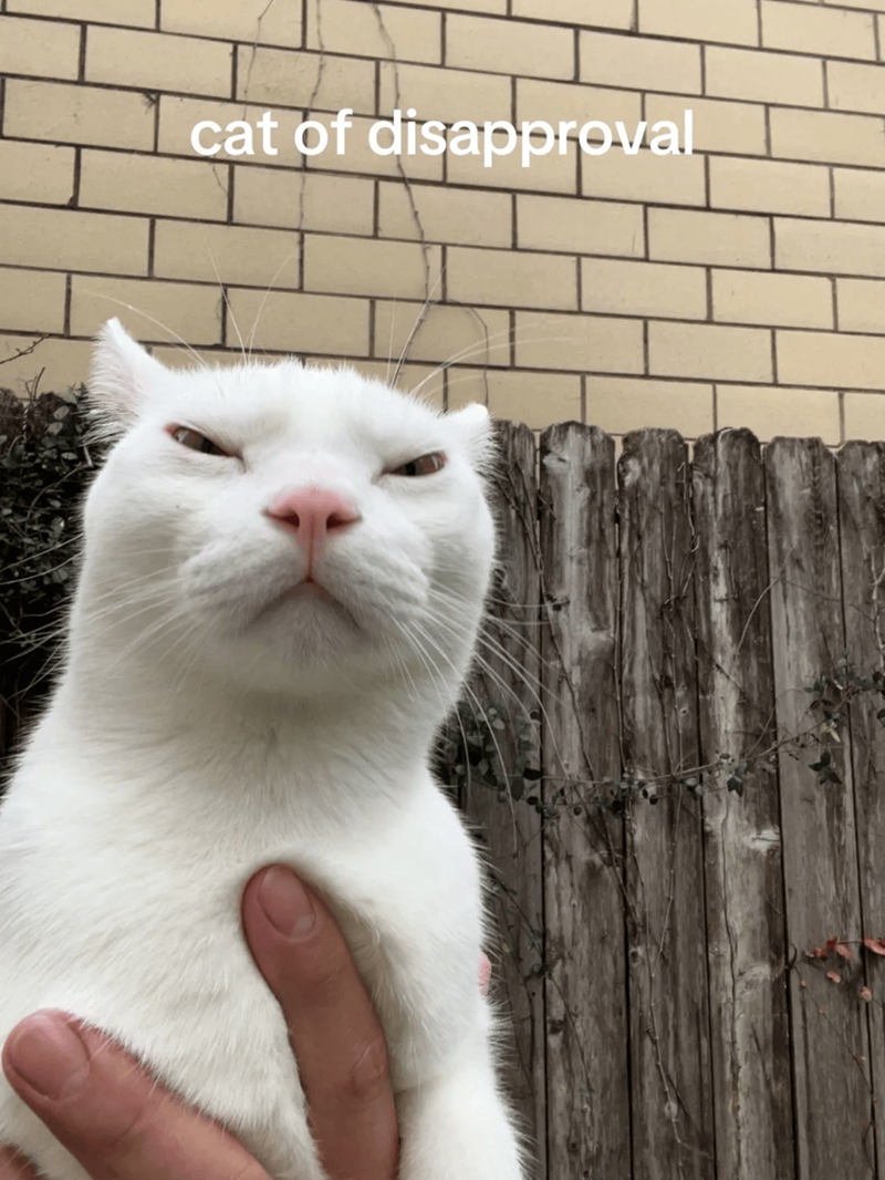cat of disapproval