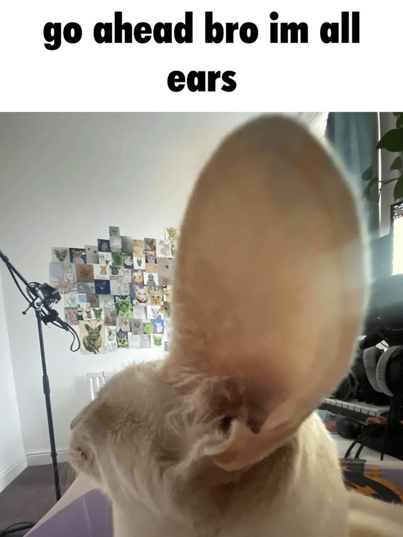 go ahead bro im all ears