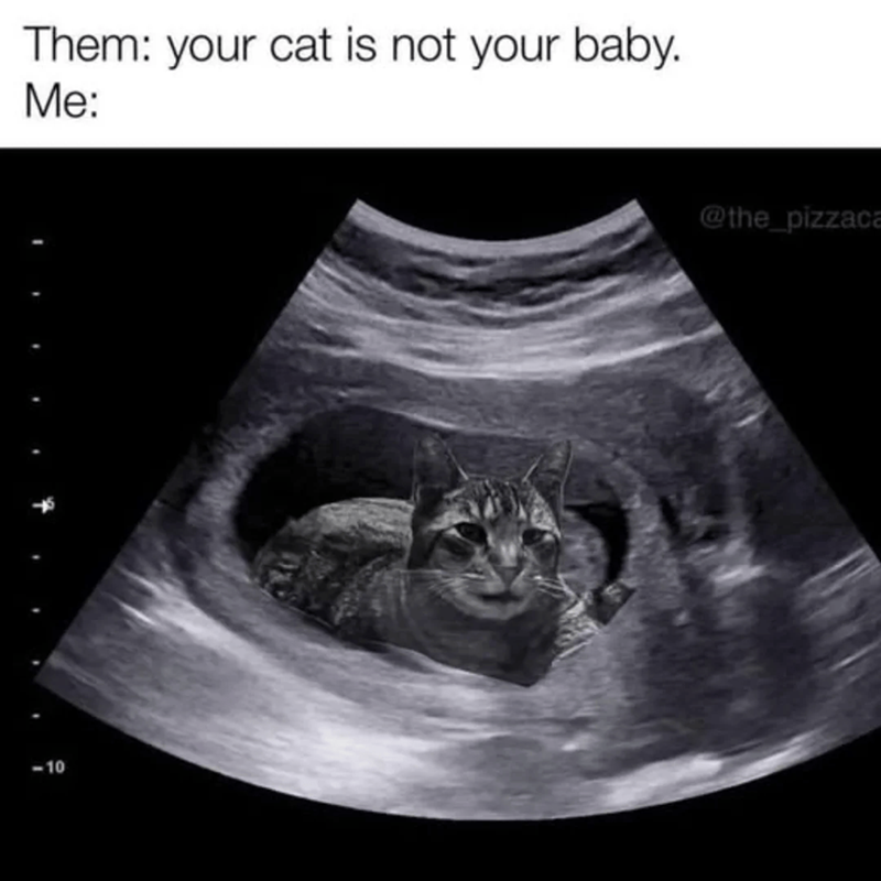 Them: your cat is not your baby. Me: 10 @the_pizzaca