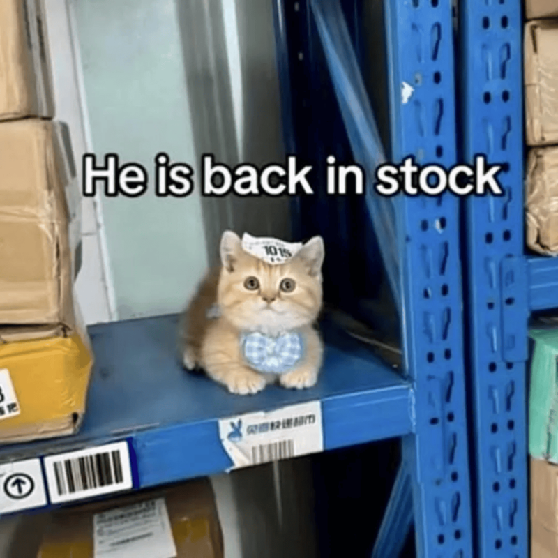 He is back in stock :=: 1:1